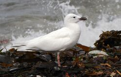 Photographed at Shingle Bank. on 18/9/2025. Photo: ©  Rockdweller