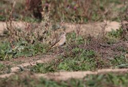 Photographed at Select location. on 26/9/2025. Photo: © Mark Guppy