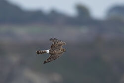 Photographed at Mt. Herault. on 2/10/2025. Photo: © Dave Carre
