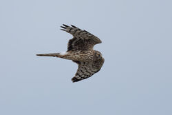 Photographed at Mt. Herault. on 2/10/2025. Photo: © Dave Carre