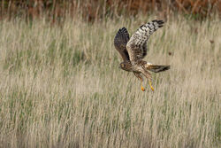 Photographed at Mt. Herault. on 6/10/2025. Photo: © Dave Carre