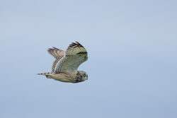 Photographed at Pleinmont. on 13/10/2025. Photo: © Dave Carre