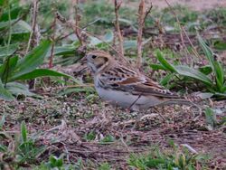 Photographed at Pleinmont. on 15/10/2025. Photo: © Wayne Turner