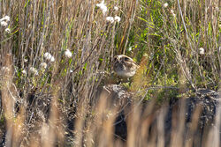 Photographed at Vale Pond. on 17/10/2025. Photo: © Dave Carre
