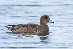 Photographed at Claire Mare. on 20/10/2025. Photo: © Dave Carre
