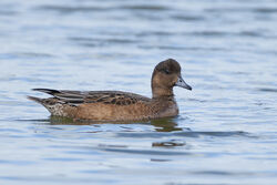 Photographed at Claire Mare. on 20/10/2025. Photo: © Dave Carre