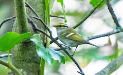 Photographed at Vaux de Monel. on 10/11/2025. Photo: ©  Rockdweller