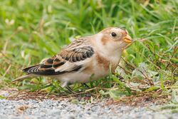Photographed at Rousse. on 11/11/2025. Photo: © Rod Ferbrache