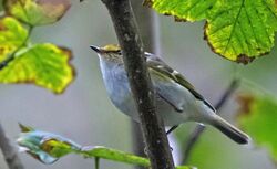 Photographed at Vaux de Monel. on 9/11/2025. Photo: ©  Rockdweller