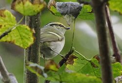 Photographed at Vaux de Monel. on 10/11/2025. Photo: ©  Rockdweller