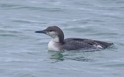 Black-throated Diver photographed at Rocque Poisson on 8/2/2026. Photo: &copy;  Rockdweller