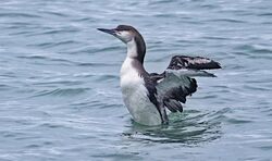 Black-throated Diver photographed at Rocque Poisson on 8/2/2026. Photo: &copy;  Rockdweller
