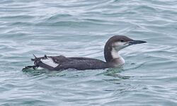 Black-throated Diver photographed at Rocque Poisson on 8/2/2026. Photo: &copy;  Rockdweller