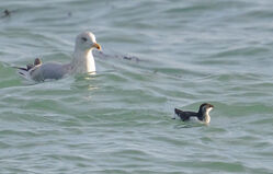 Photographed at Rocquaine. on 20/2/2026. Photo: &copy;  Rockdweller