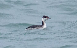 Photographed at Fort Grey. on 20/2/2026. Photo: &copy;  Rockdweller