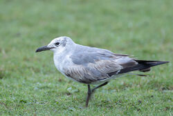 Photographed at Colin Best NR. on 20/2/2026. Photo: &copy; Dave Carre