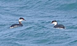 Photographed at Rocque Poisson. on 23/2/2026. Photo: &copy;  Rockdweller