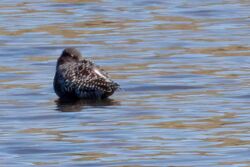 Photographed at Vale Pond. on 23/4/2026. Photo: &copy; Rod Ferbrache
