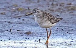 Photographed at Claire Mare. on 25/4/2026. Photo: &copy;  Rockdweller