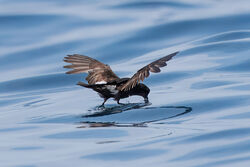 Photographed at Select location. on 16/8/2026. Photo: &copy; Richard Vowles