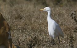 Cattle Egret photographed at Rue des Bergers on 24/8/2026. Photo: &copy;  Rockdweller