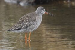 Photographed at Claire Mare. on 3/9/2026. Photo: &copy;  Rockdweller