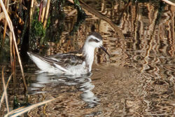 Photographed at Vale Pond. on 11/9/2026. Photo: &copy; Rod Ferbrache
