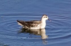 Photographed at Vale Pond. on 11/9/2026. Photo: &copy; Anthony Loaring