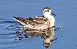Photographed at Vale Pond. on 11/9/2026. Photo: &copy;  Rockdweller
