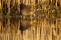 Photographed at La Claire Mare. on 20/9/2026. Photo: &copy; Dave Carre
