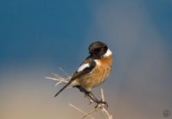 Stonechat photographed at Pleinmont on 8/4/2007. Photo: © Barry Wells