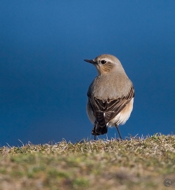 Wheatear photographed at Pleinmont on 8/4/2007. Photo: © Barry Wells