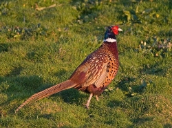 Pheasant photographed at La Prevote on 10/4/2007. Photo: © Barry Wells