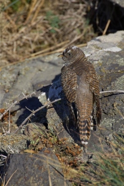Cuckoo. Photo: © Steve Levrier