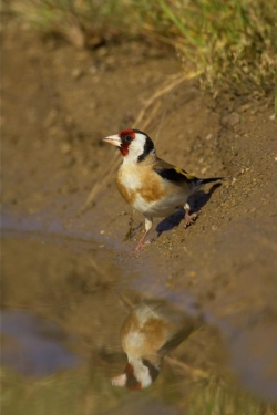Goldfinch. Photo: © Steve Levrier