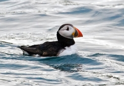 Puffin photographed at Herm Puffin Patrol on 0/0/0. Photo: © Paul Hillion