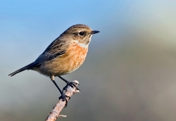 Stonechat photographed at Portinfer on 0/0/0. Photo: © Paul Hillion