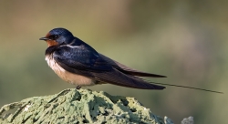 Swallow. Photo: © Paul Hillion