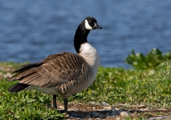 Greater Canada Goose photographed at La Claire Mare on 0/0/0. Photo: © Paul Hillion