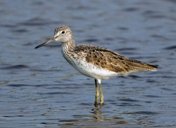Greenshank photographed at La Claire Mare on 0/0/0. Photo: © Paul Hillion
