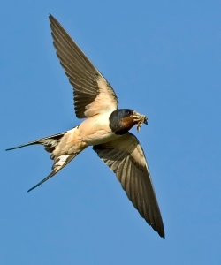 Swallow photographed at Pleinmont on 0/0/0. Photo: © Paul Hillion