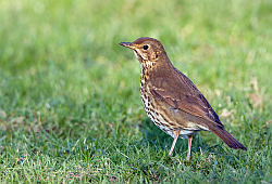 Song Thrush photographed at Rue des Longs Camps on 16/12/2007. Photo: © Paul Hillion