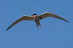 Common Tern photographed at St Sampson on 22/6/2008. Photo: © Paul Hillion
