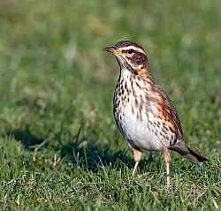 Redwing photographed at Rue des Longs Camps on 16/12/2007. Photo: © Paul Hillion