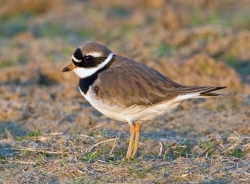 Ringed Plover photographed at Pleinmont on 0/0/0. Photo: © Paul Hillion