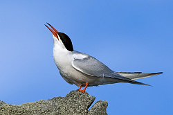 Common Tern photographed at St Sampson on 23/6/2008. Photo: © Paul Hillion