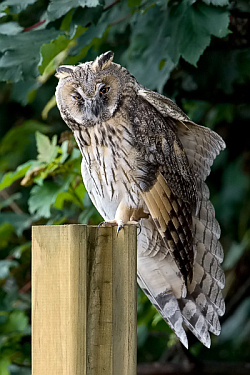 Long-eared Owl photographed at St Sampson on 15/7/2008. Photo: © Paul Hillion