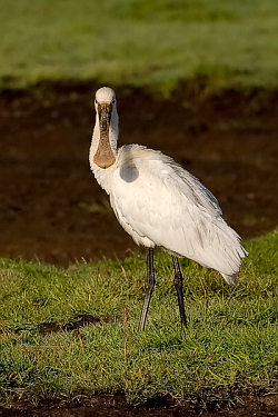 Spoonbill photographed at L'Eree on 17/6/2008. Photo: © Paul Hillion