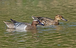 Garganey photographed at Rue des Bergers NR on 11/5/2008. Photo: © Paul Hillion