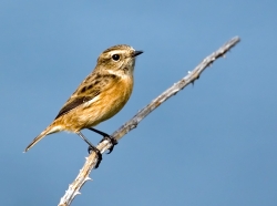Stonechat photographed at Fort Hommet on 0/0/0. Photo: © Paul Hillion